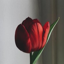 Схема вышивки «тюльпан»