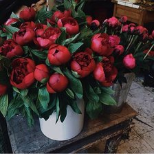 Схема вышивки «пионы»