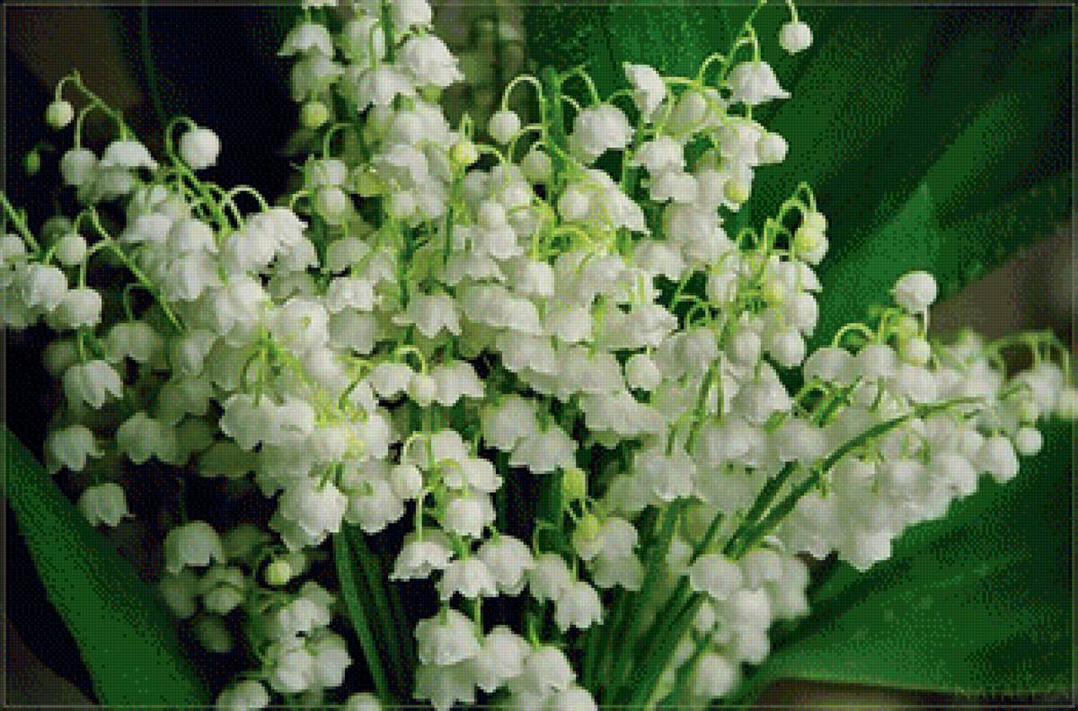 ландыши - букет, цветы, ландыши - предпросмотр