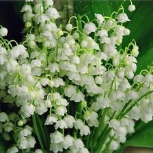 Схема вышивки «ландыши»