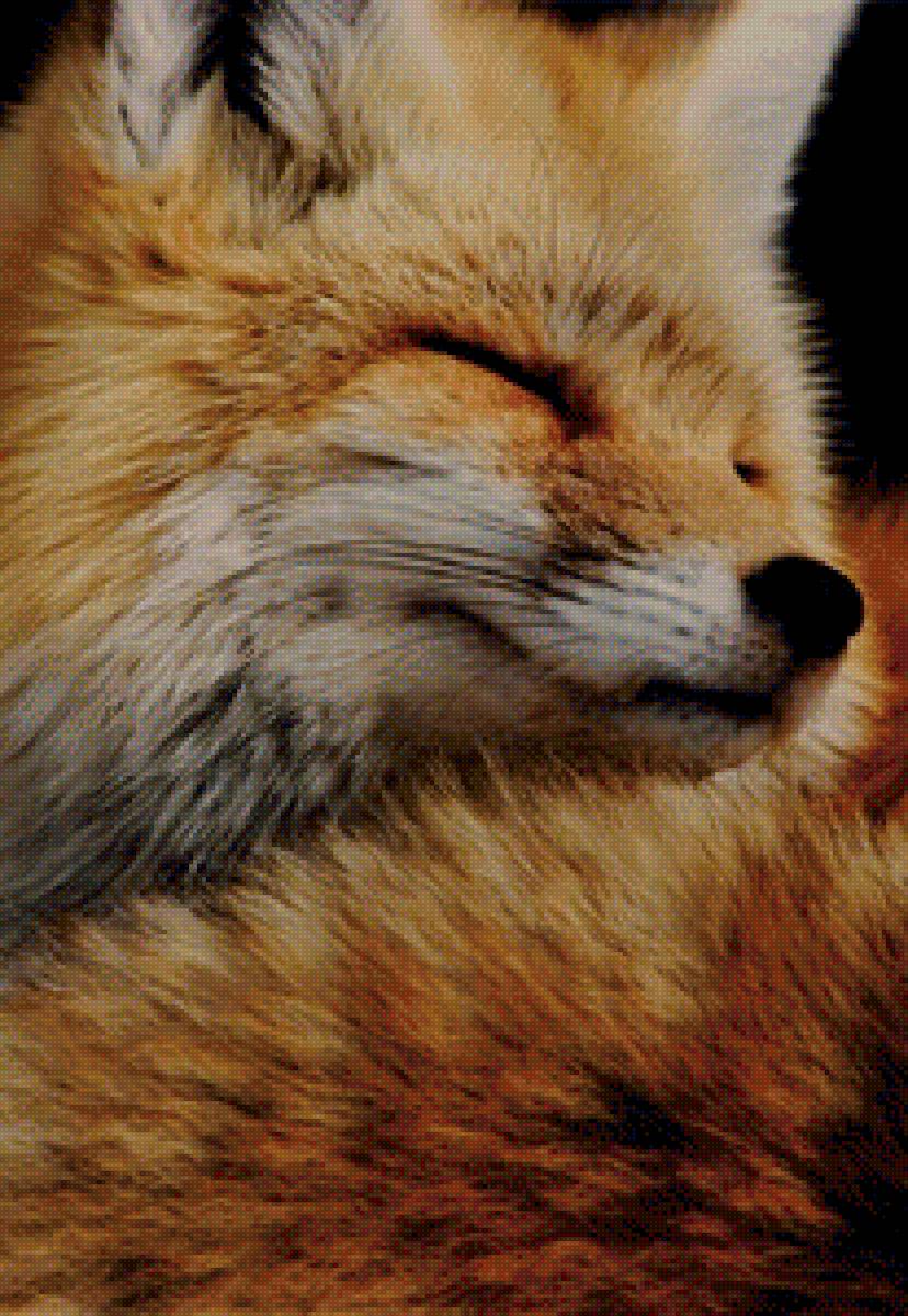 Лиса - животные, лисичка, лиса - предпросмотр