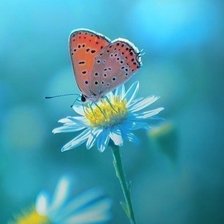 Схема вышивки «Бабочка на цветке»