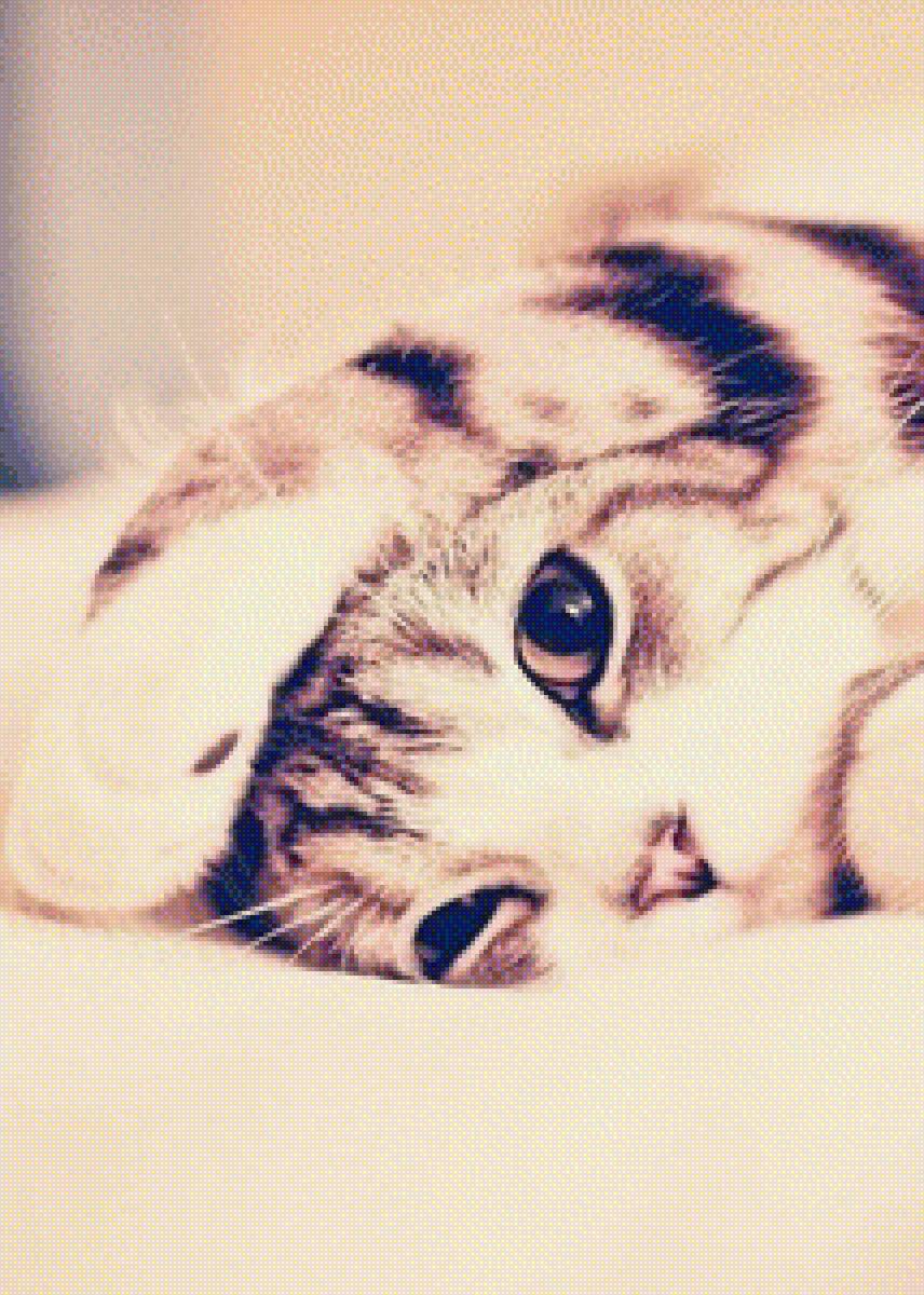 Котик - животные, котик, кот - предпросмотр