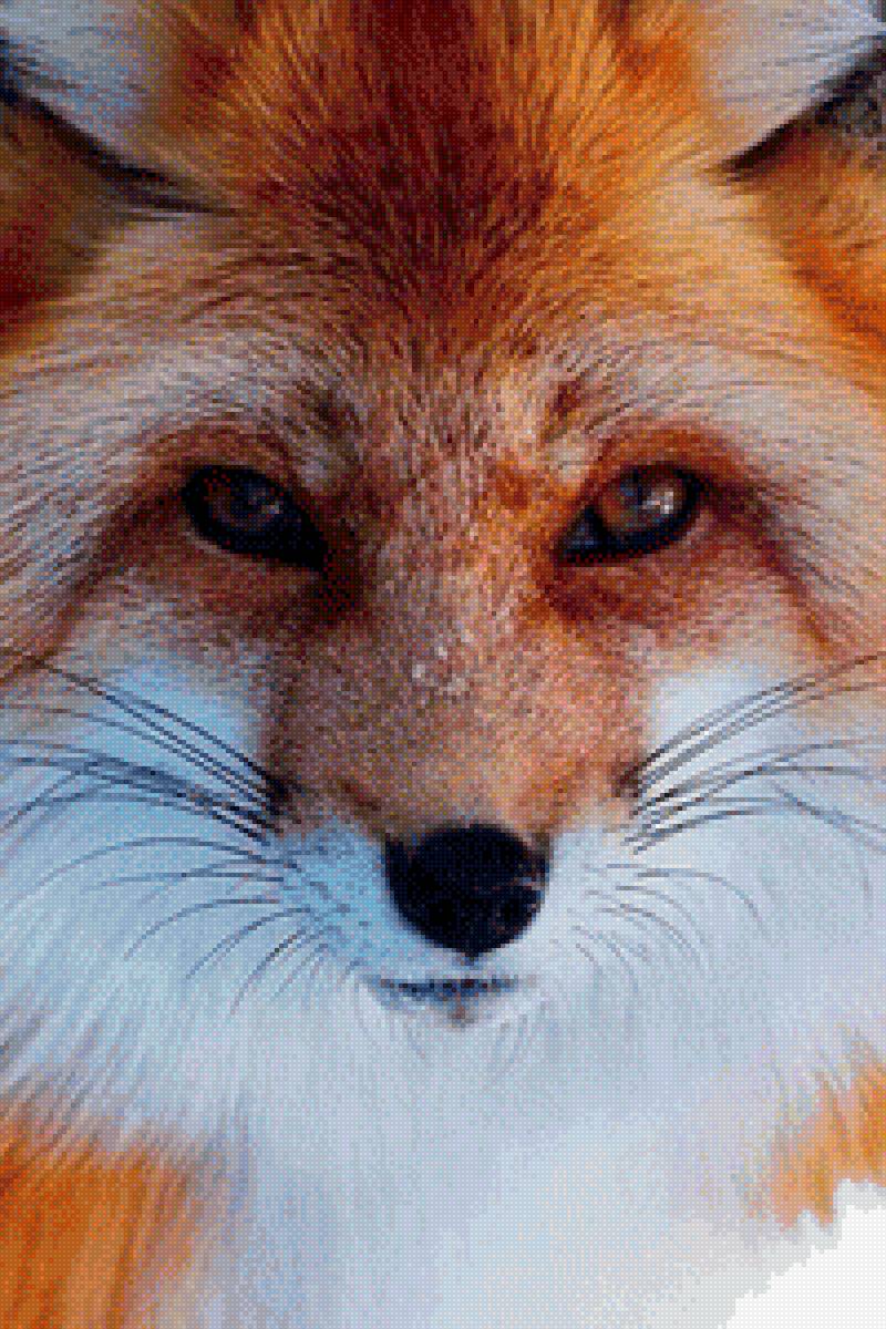 Лисичка - лиса, лисичка, животные - предпросмотр