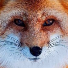 Схема вышивки «Лисичка»