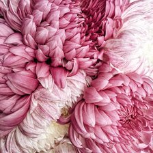 Схема вышивки «Хризантемы»