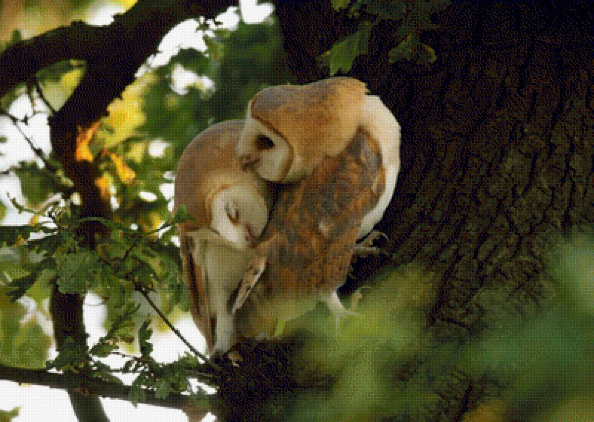 №1543846 - предпросмотр