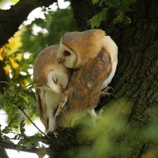 Схема вышивки «№1543846»