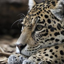 Схема вышивки «№1543878»