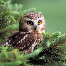 Схема вышивки «№1543882»