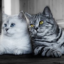 Схема вышивки «№1543900»