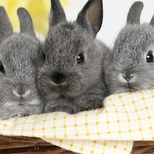 Схема вышивки «№1543935»