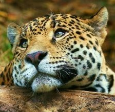 Схема вышивки «№1543937»