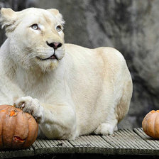 Схема вышивки «№1544019»