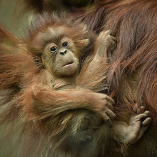 Схема вышивки «№1544034»