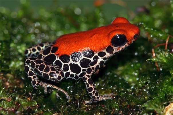 №1544035 - оригинал