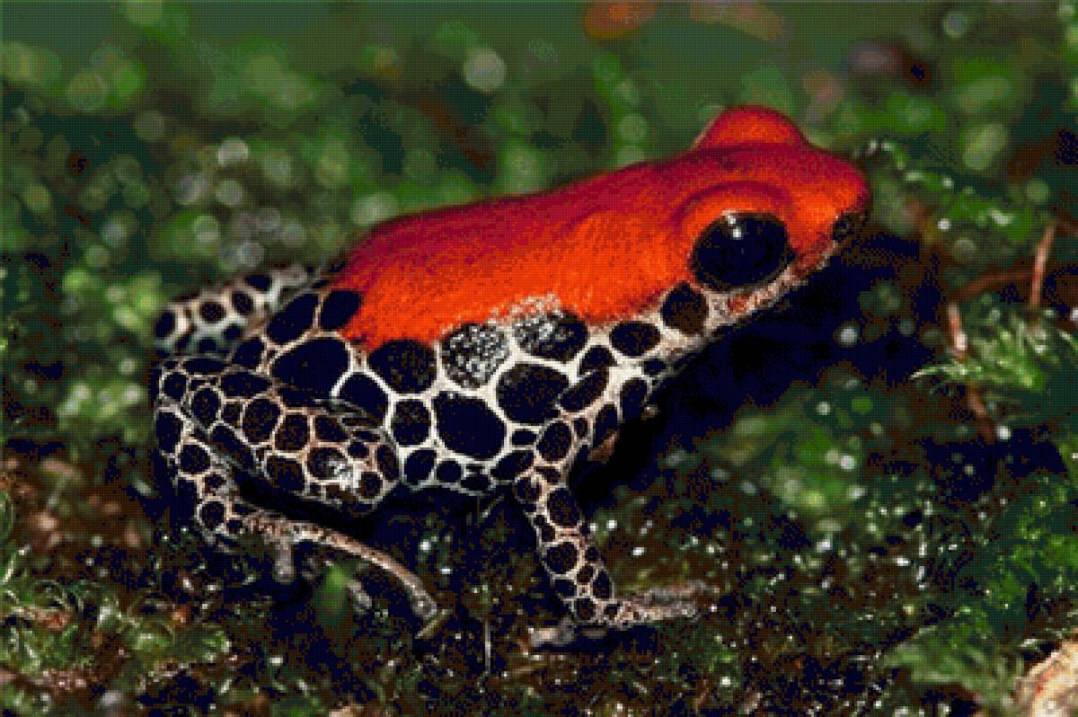 №1544035 - предпросмотр