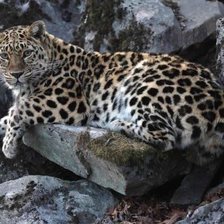 Схема вышивки «№1544043»