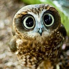 Схема вышивки «№1544051»