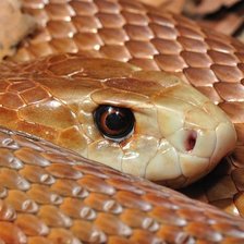 Схема вышивки «№1544052»