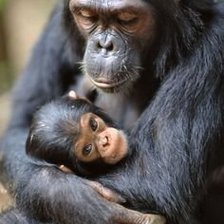 Схема вышивки «№1544053»