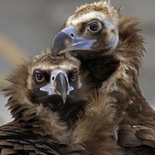 Схема вышивки «№1544054»