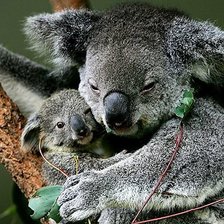 Схема вышивки «№1544055»