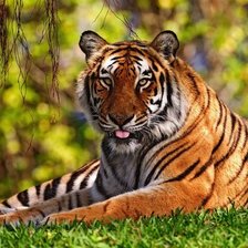 Схема вышивки «№1544073»