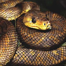 Схема вышивки «№1544076»