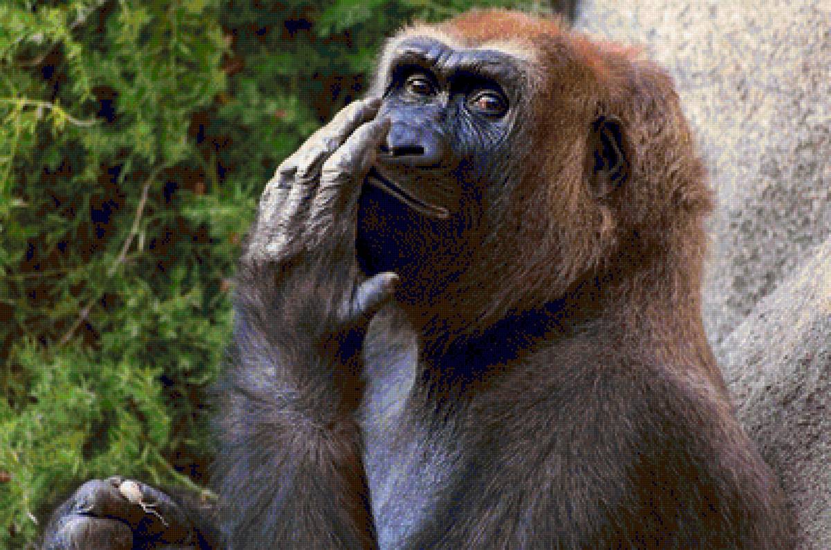 №1544080 - предпросмотр