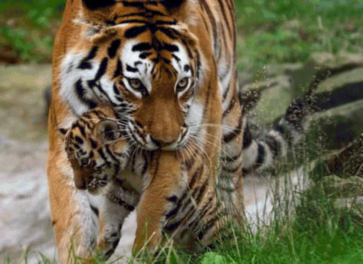 №1544085 - предпросмотр