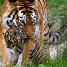 Схема вышивки «№1544085»