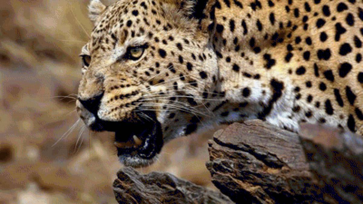 №1544094 - предпросмотр