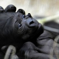 Схема вышивки «№1544100»