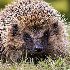 Схема вышивки «№1544180»