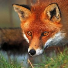 Схема вышивки «№1544185»