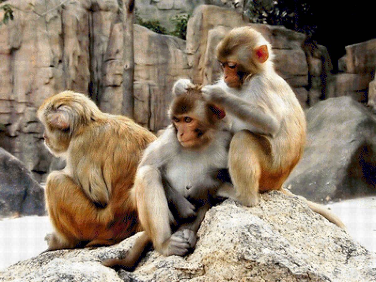 №1544189 - предпросмотр