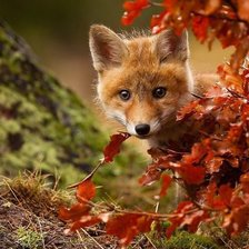 Схема вышивки «№1544198»