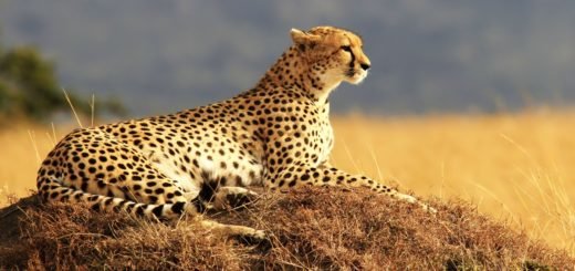 №1544202 - оригинал