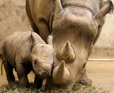 №1544204 - оригинал