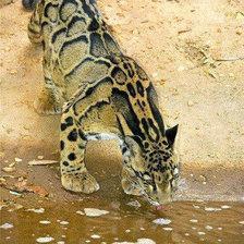 Схема вышивки «№1544223»