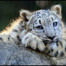 Схема вышивки «№1544251»