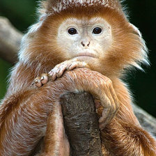 Схема вышивки «№1544260»