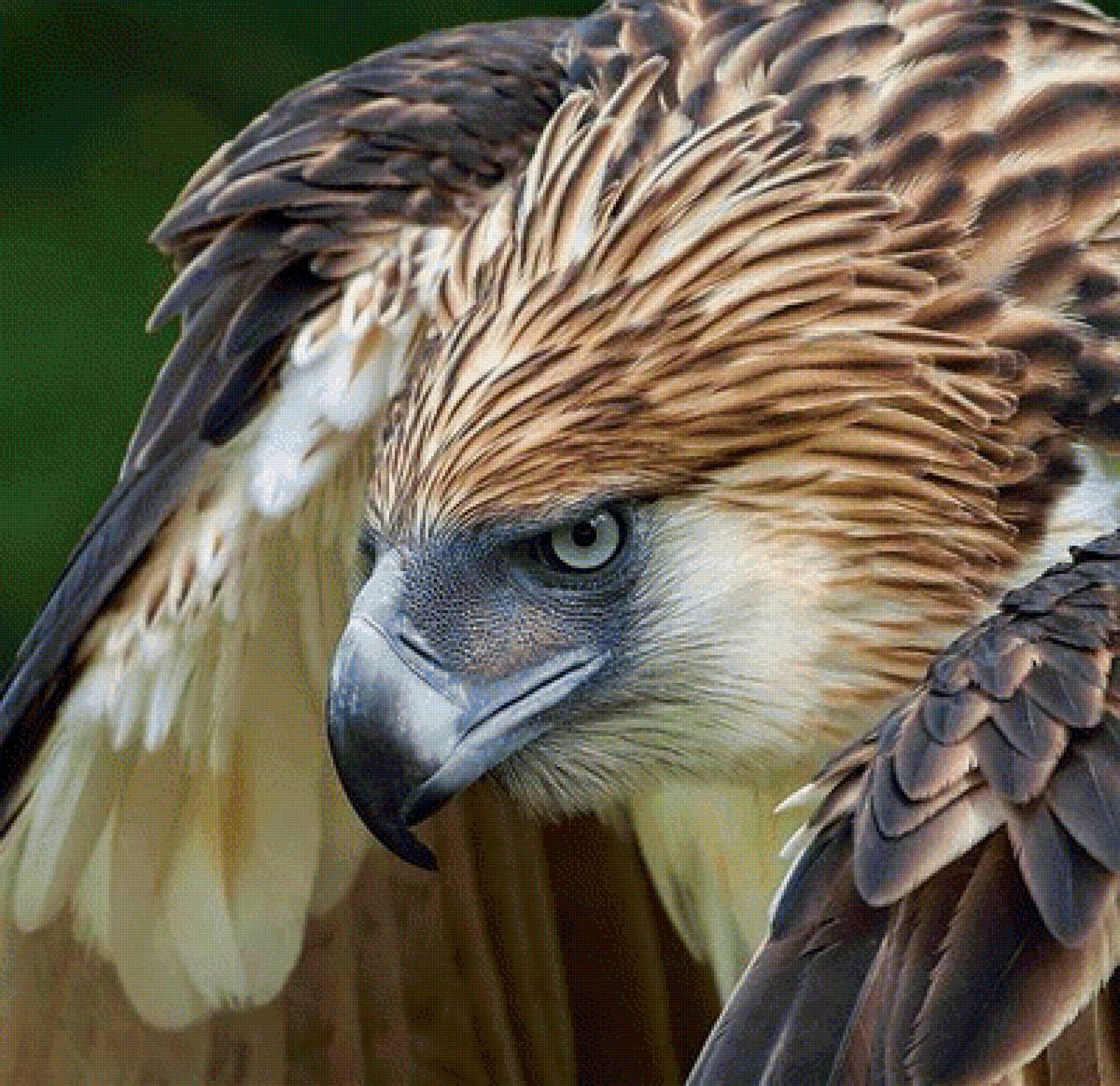 Мир птиц - орел, птица - предпросмотр