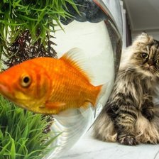 Схема вышивки «№1544593»