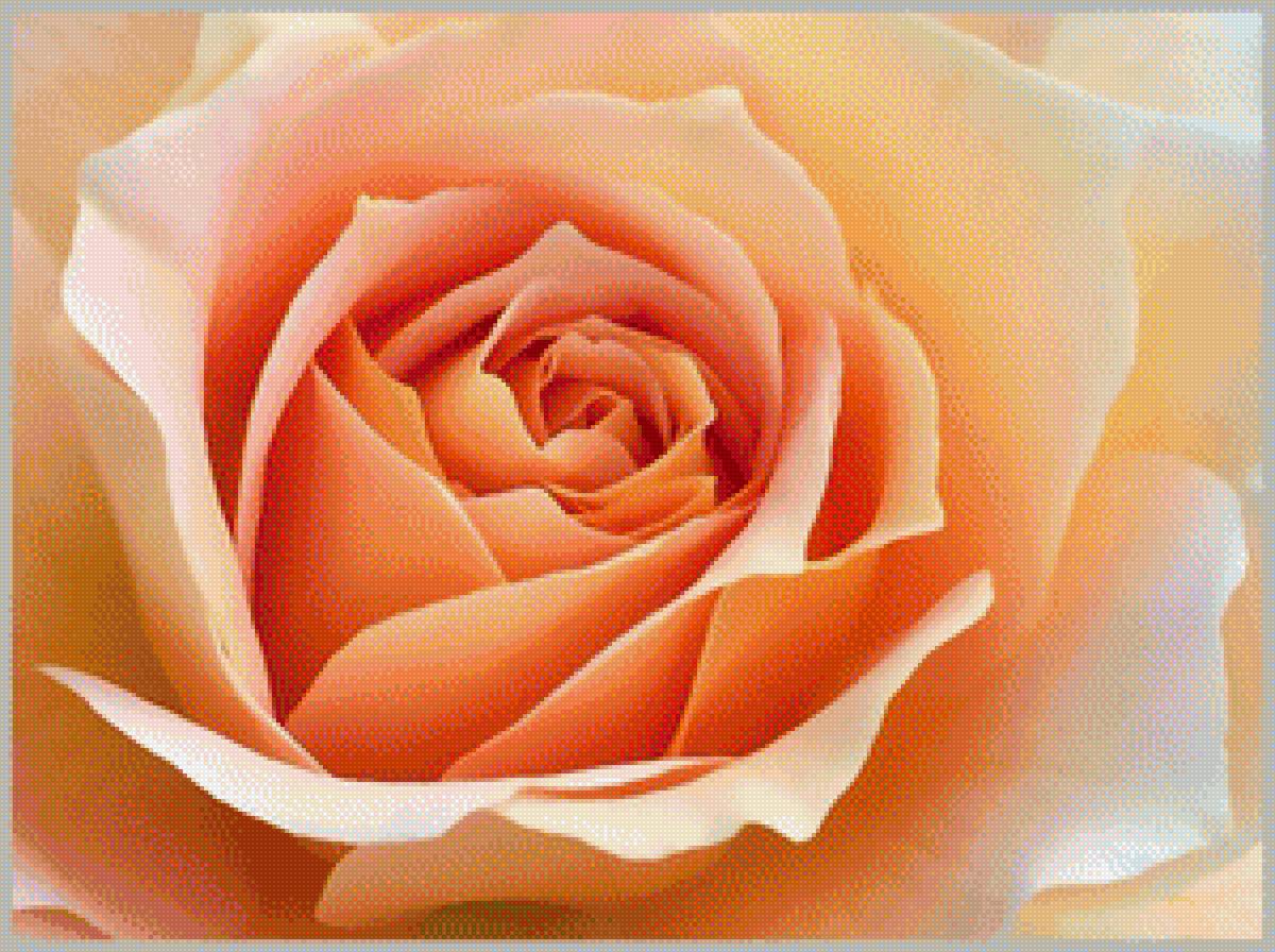 РОЗА - розы - предпросмотр