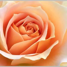 Схема вышивки «РОЗА»