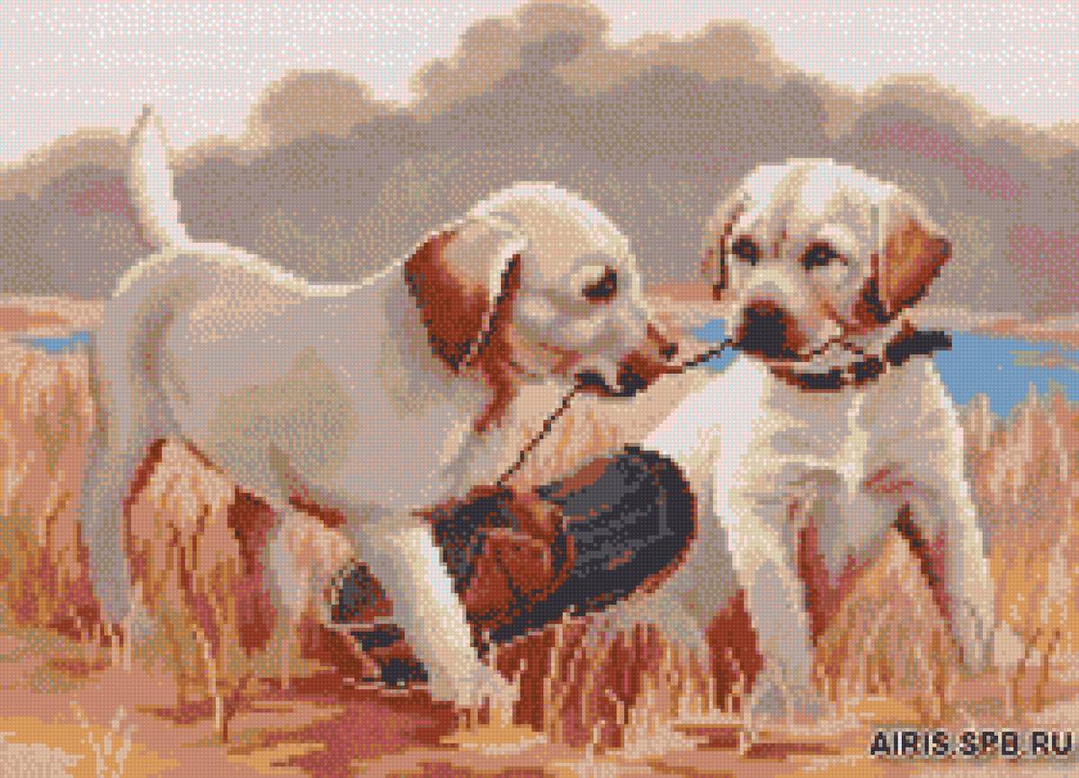 лабрадоры - предпросмотр