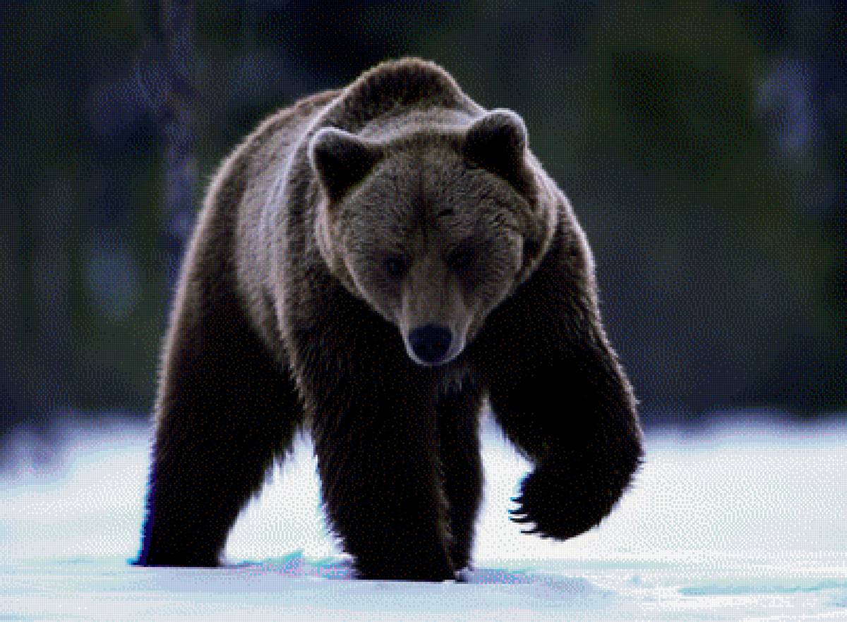 медведь - предпросмотр