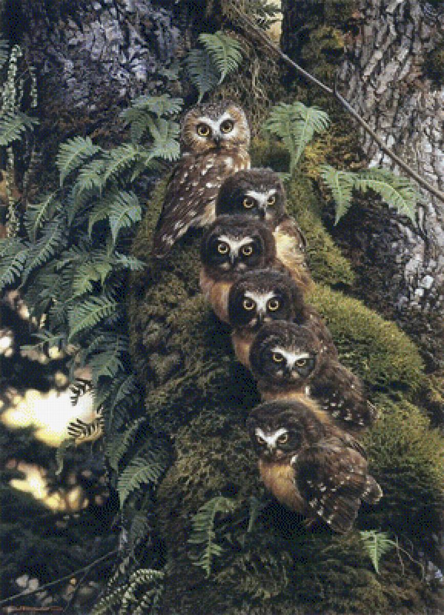 Les - предпросмотр